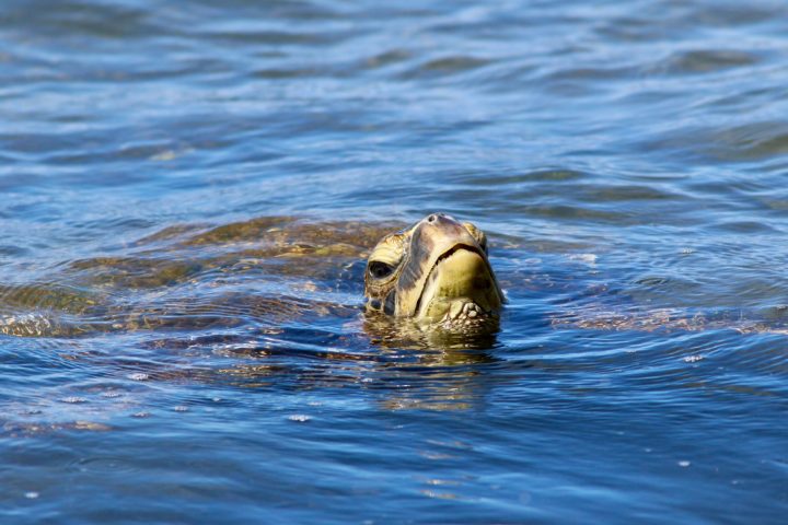 a dog swimming in a body of water